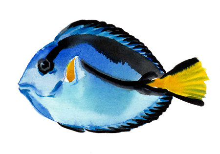 Blue tropical coral fish on white background. Ink and watercolor drawing