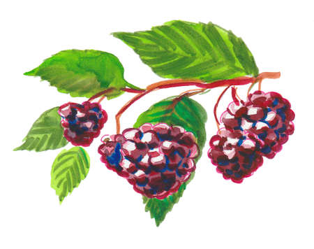 Bunch of blackberries on a branch. Ink and watercolor drawingの写真素材