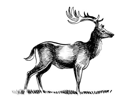 Standing stag deer. Ink black and white drawingの写真素材