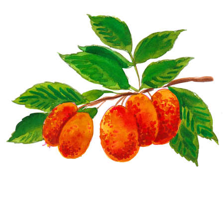 Tropical fruits on a tree. Ink and watercolor drawingの写真素材