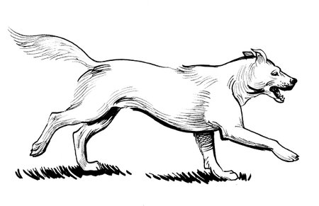 Running white dog. Ink black and white drawing