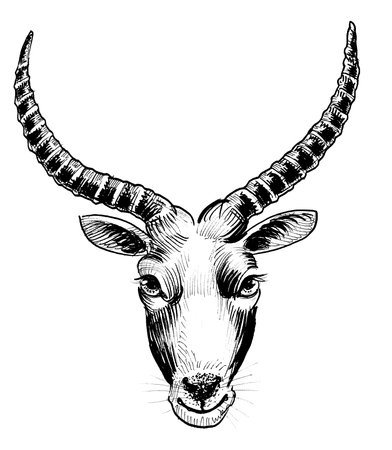 African antelope head. ink black and white drawingの写真素材