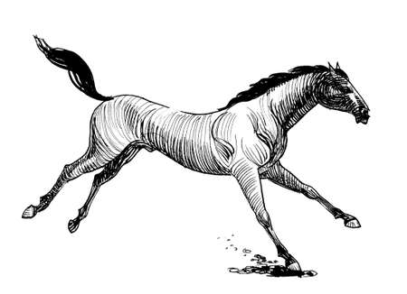 Running galloping horse. Ink black and white drawingの写真素材