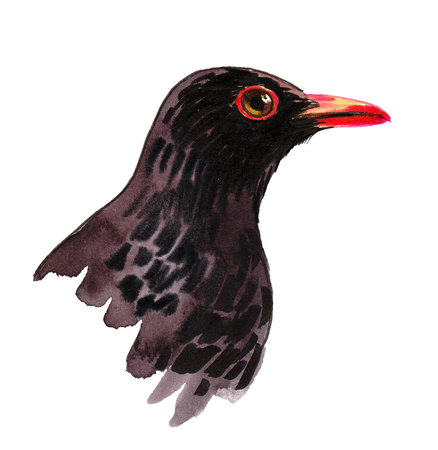 Black bird with orange beak. ink and watercolor drawingの写真素材