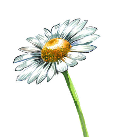 Blossoming chamomile flower. Ink and watercolor drawingの写真素材