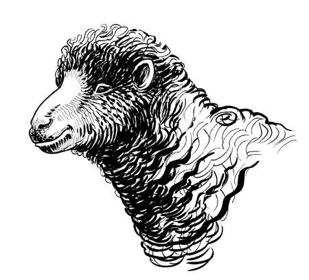 Sheep head. ink black and white drawingの写真素材