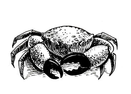 Sea crab. Ink black and white drawingの写真素材