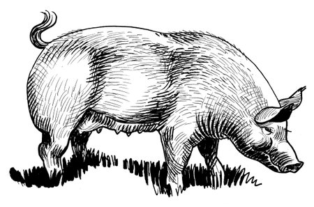 Big fat pig. Ink black and white drawingの写真素材