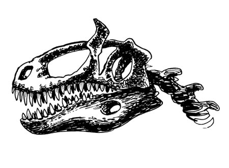 Tyrannosaurus skull. Ink black and white drawingの写真素材