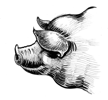 Pig's head. Ink black and white drawingの写真素材