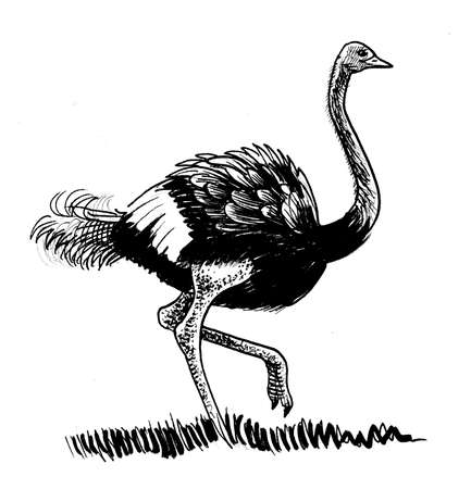 Walking ostrich bird. Ink black and white drawingの写真素材