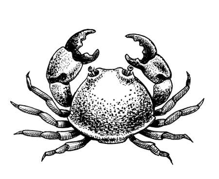 Sea crab. Ink black and white drawingの写真素材