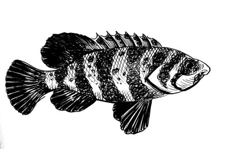 Fish ink black and white sketch