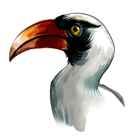 Tropical bird with big beak. Ink and watercolor, drawing