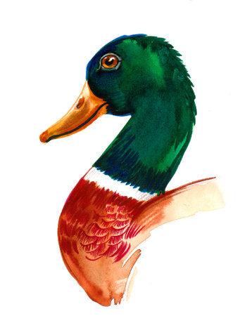Mallard duck head. Ink and watercolor drawingの写真素材
