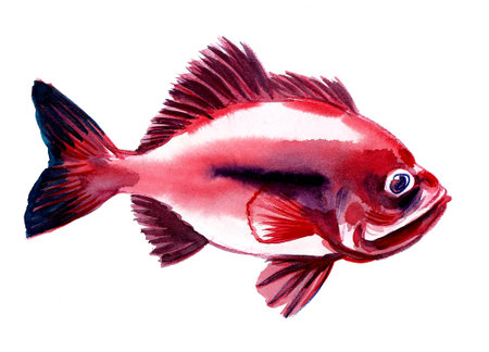 Red fish on white background. Ink and watercolor drawing