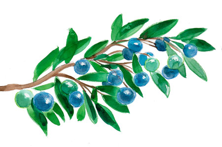 Blueberries on a tree branch. Hand drawn ink and watercolor on paperの写真素材