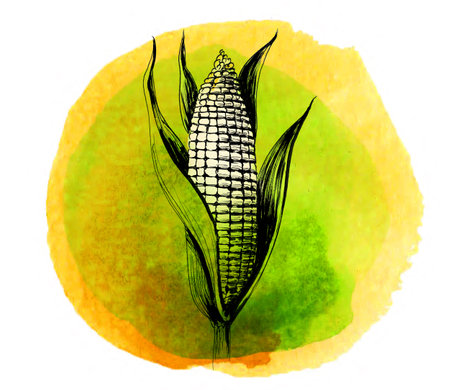 Corn crop. Hand-drawn ink and watercolor on paperの写真素材