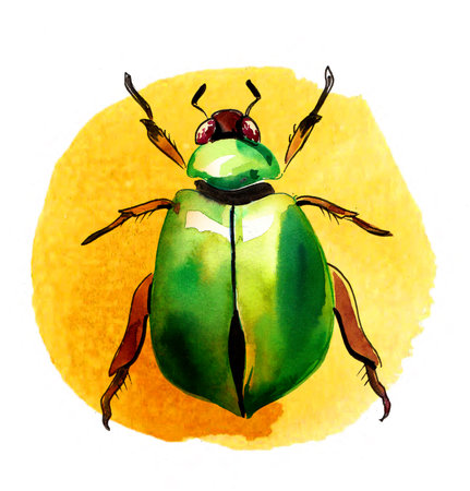 Green beetle on yellow background. Hand-drawn ink and watercolor on paperの写真素材