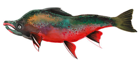 Wild salmon fish. Ink and watercolor drawingの写真素材