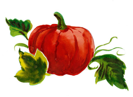 Pumpkin vegetable. Ink and watercolor drawingの写真素材