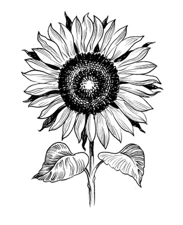 Sunflower is a flowering plant, vintage line drawing or engraving illustration.の写真素材