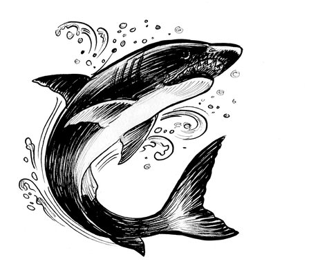 Sketch of a killer whale, vintage line drawing or engraving illustrationの写真素材