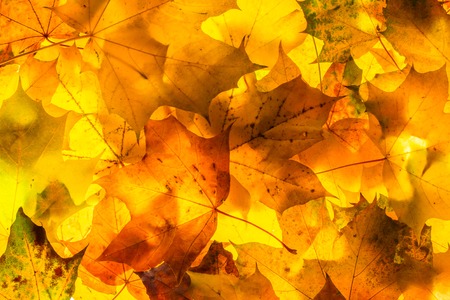 Autumn yellow, orange, red, brown maple leaves background conceptの写真素材