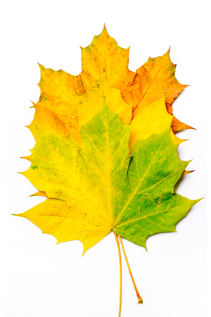 Autumn green, yellow, orange maple leaves isolated on white backgroundの写真素材