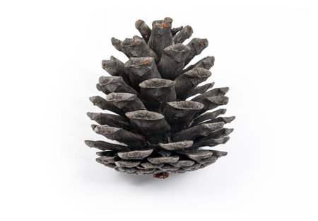 Pine cone isolated on white background