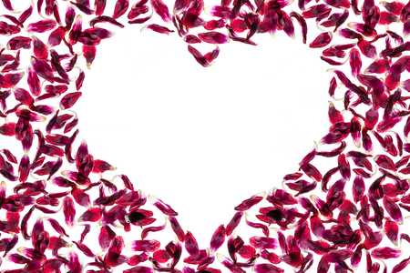 Red withered tulip petals arranged as a shape of heart isolated on white backgroundの写真素材