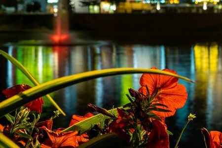 Red petunias near Brateevo pond, Moscow, Russia. Blue hour.の写真素材
