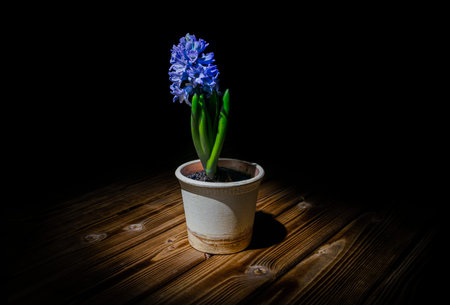 Hyacinth in the pot on a wooden table against black background