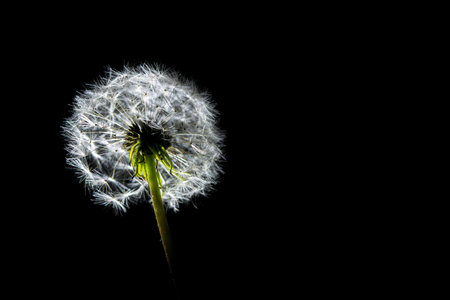 Dandelion against a black backgroundの写真素材