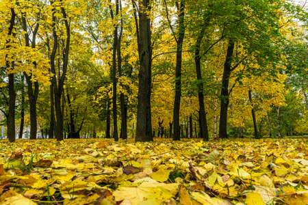 Yellow autumn leaves in the parkの写真素材