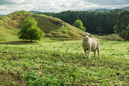 Sheep in New Zealand farm eating grass