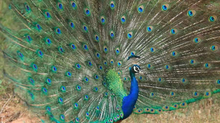 Peacock spreads its tail. Beautiful tail of a peacock.の写真素材