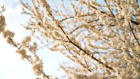 White spring flowers on the trees.の写真素材