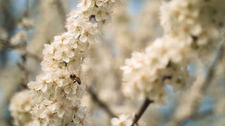 Bee on the flowers. Spring flowers.の写真素材