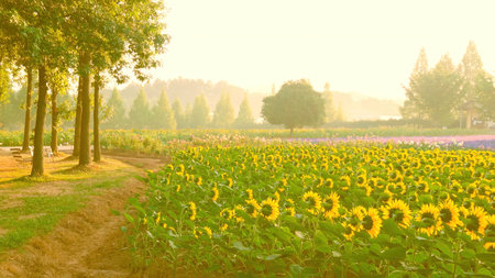 A field of sunflowers. At dawn, a farm of sunflowers. Left bench for rest.