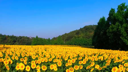 A field of sunflowers. Blue sky. The sun is at its zenith.の写真素材