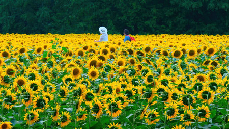 Sunflower field. Two people are walking across the field.の写真素材