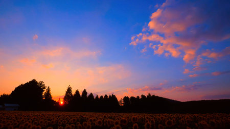 Sunset on a sunflower field. Sunset on the field with sunflowers. Sky and clouds.の写真素材