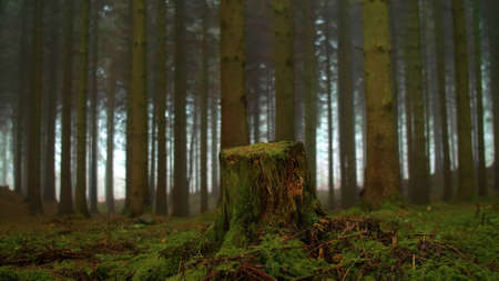a tree stump in a wet forestの写真素材