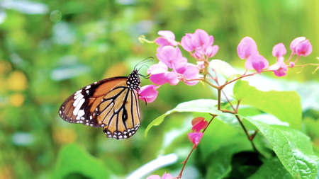 A butterfly with black-yellow and red color sits on a pink flower. photo close upの写真素材