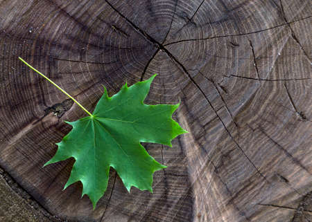 Natural seasonal background image wood cut trunk tree with green maple leafの写真素材