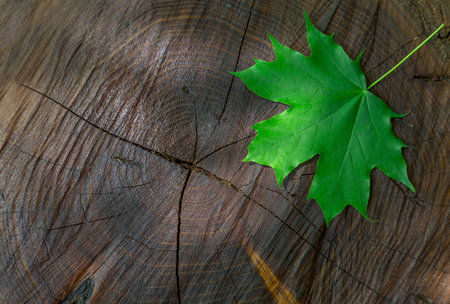 Natural seasonal background image wood cut trunk tree with green maple leafの写真素材