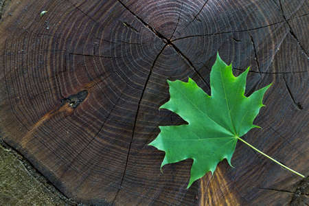 Natural seasonal background image wood cut trunk tree with green maple leafの写真素材