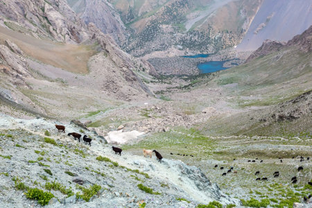 Highland valley white dusty trail many sheeps pasturing around blue luminous lakes on background