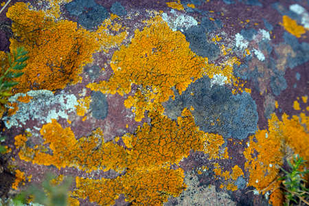 Texture of Granite Stone Covered by Colorful Grey Green Red Orange Moss Fall Nature Conceptの写真素材